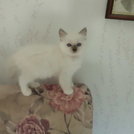 chaton Ragdoll blue mitted ZUMBA Chatterie du Bois de Larry