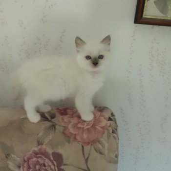 chaton Ragdoll blue mitted ZUMBA Chatterie du Bois de Larry