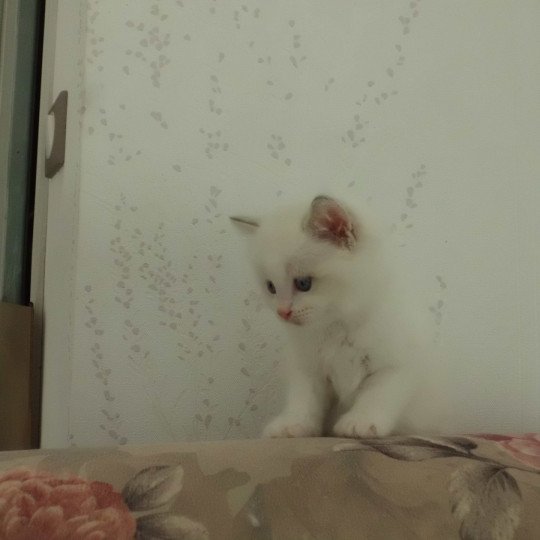 chaton Ragdoll bicolor Zigor Chatterie du Bois de Larry