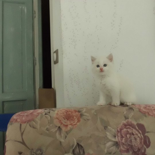 chaton Ragdoll bicolor Zigor Chatterie du Bois de Larry