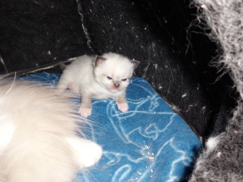 Voltaire du Bois de Larry Mâle Ragdoll