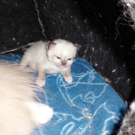 Voltaire du Bois de Larry Mâle Ragdoll