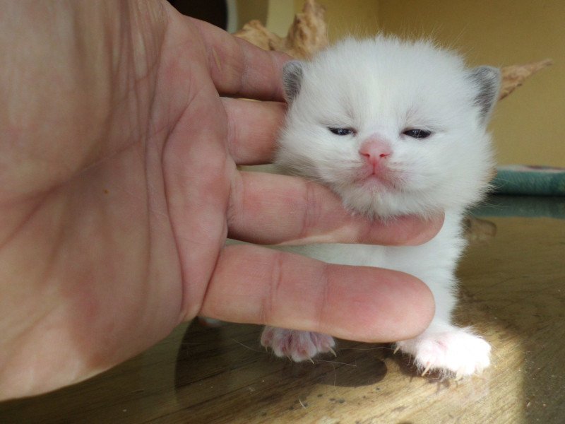 zorba du Bois de Larry Mâle Ragdoll
