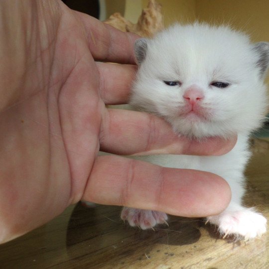 zorba du Bois de Larry Mâle Ragdoll