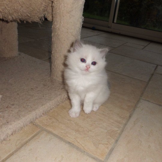 chaton Ragdoll zorba Chatterie du Bois de Larry