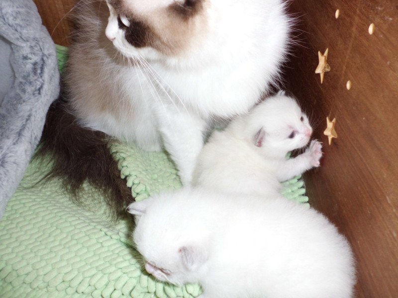 YOURI du Bois de Larry Mâle Ragdoll