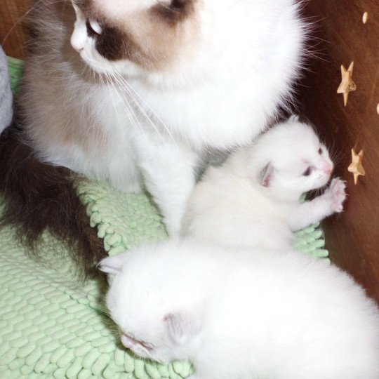 YOURI du Bois de Larry Mâle Ragdoll