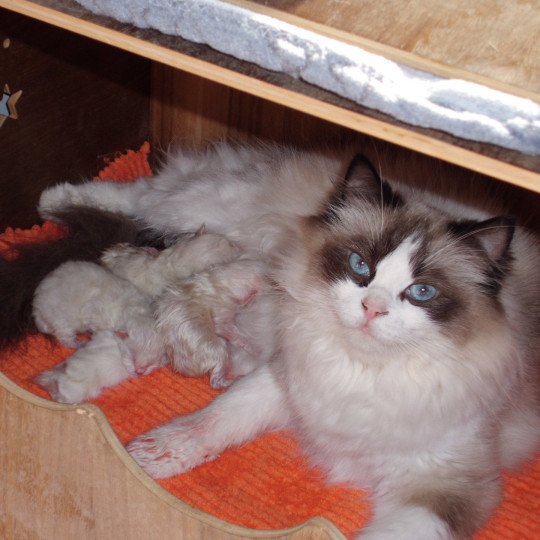 chaton Ragdoll Chatterie du Bois de Larry