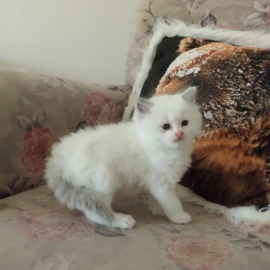 chaton Ragdoll white bicolor Azur Chatterie du Bois de Larry