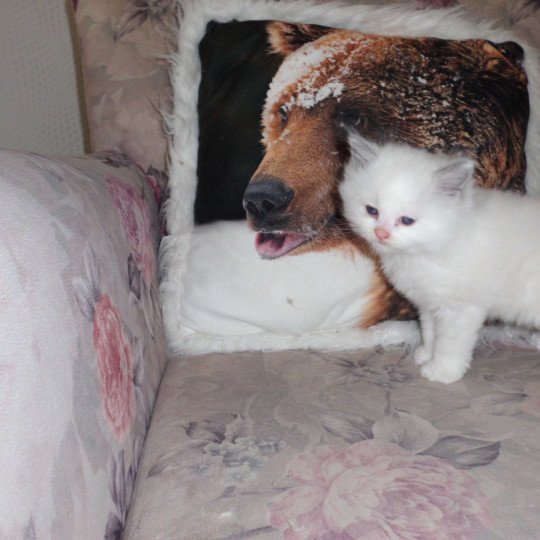 chaton Ragdoll white bicolor Azur Chatterie du Bois de Larry