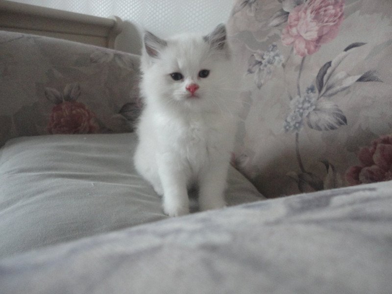 Azur du Bois de Larry Mâle Ragdoll