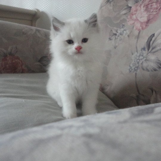 Azur du Bois de Larry Mâle Ragdoll