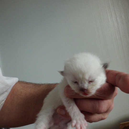chaton Ragdoll Ayla Chatterie du Bois de Larry