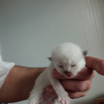 chaton Ragdoll Ayla Chatterie du Bois de Larry chaton Ragdoll Ayla Chatterie du Bois de Larry