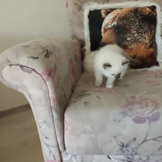 chaton Ragdoll chocolate point mitted Ayla Chatterie du Bois de Larry
