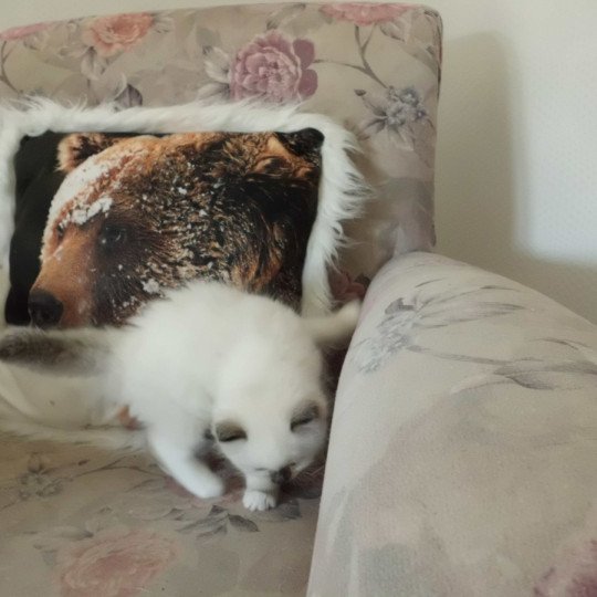 chaton Ragdoll chocolate point mitted Ayla Chatterie du Bois de Larry