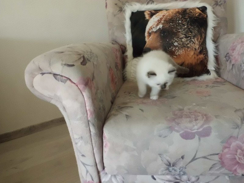 Ayla du Bois de Larry Femelle Ragdoll