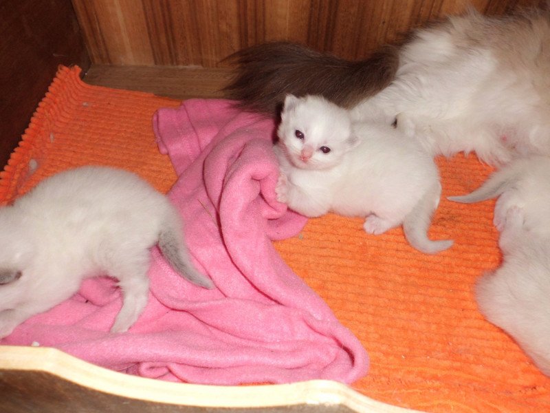Arya du Bois de Larry Femelle Ragdoll
