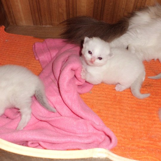 Arya du Bois de Larry Femelle Ragdoll