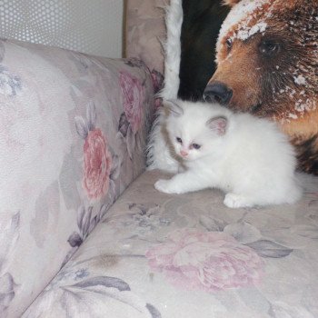 chaton Ragdoll white bicolor Arya Chatterie du Bois de Larry chaton Ragdoll white bicolor Arya Chatterie du Bois de Larry