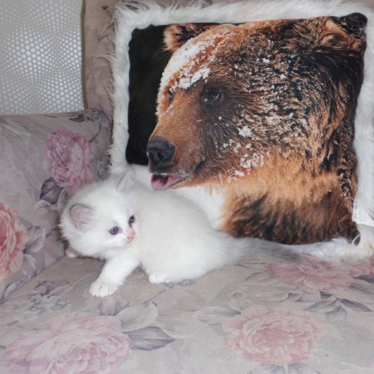 chaton Ragdoll white bicolor Arya Chatterie du Bois de Larry