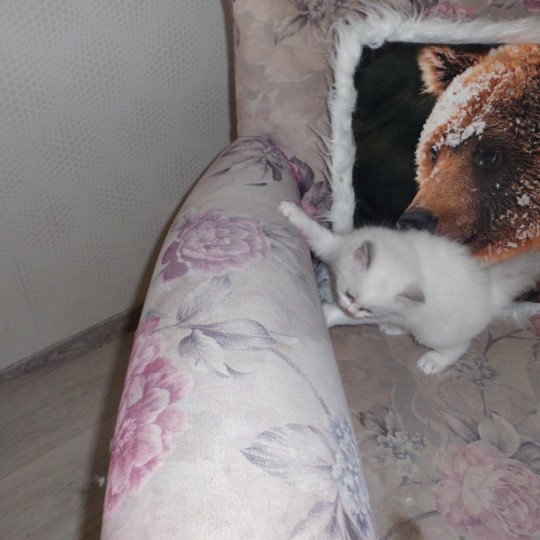 chaton Ragdoll white bicolor Arya Chatterie du Bois de Larry
