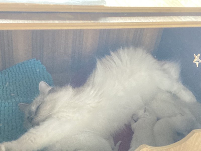 archiméde du Bois de Larry Mâle Ragdoll