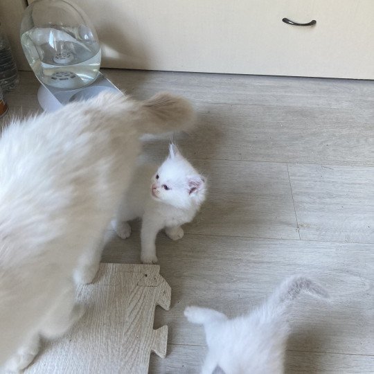 chaton Ragdoll ALADINE Chatterie du Bois de Larry