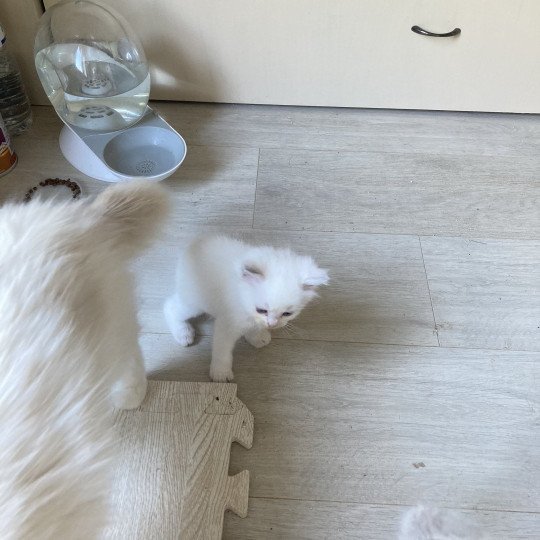 chaton Ragdoll ALADINE Chatterie du Bois de Larry
