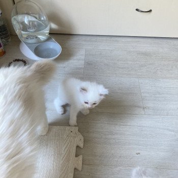 chaton Ragdoll ALADINE Chatterie du Bois de Larry