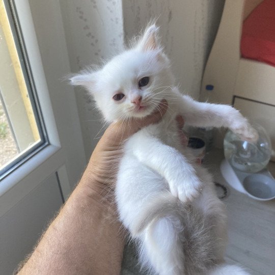chaton Ragdoll ALADINE Chatterie du Bois de Larry