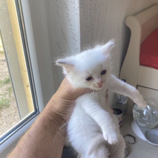 chaton Ragdoll ALADINE Chatterie du Bois de Larry