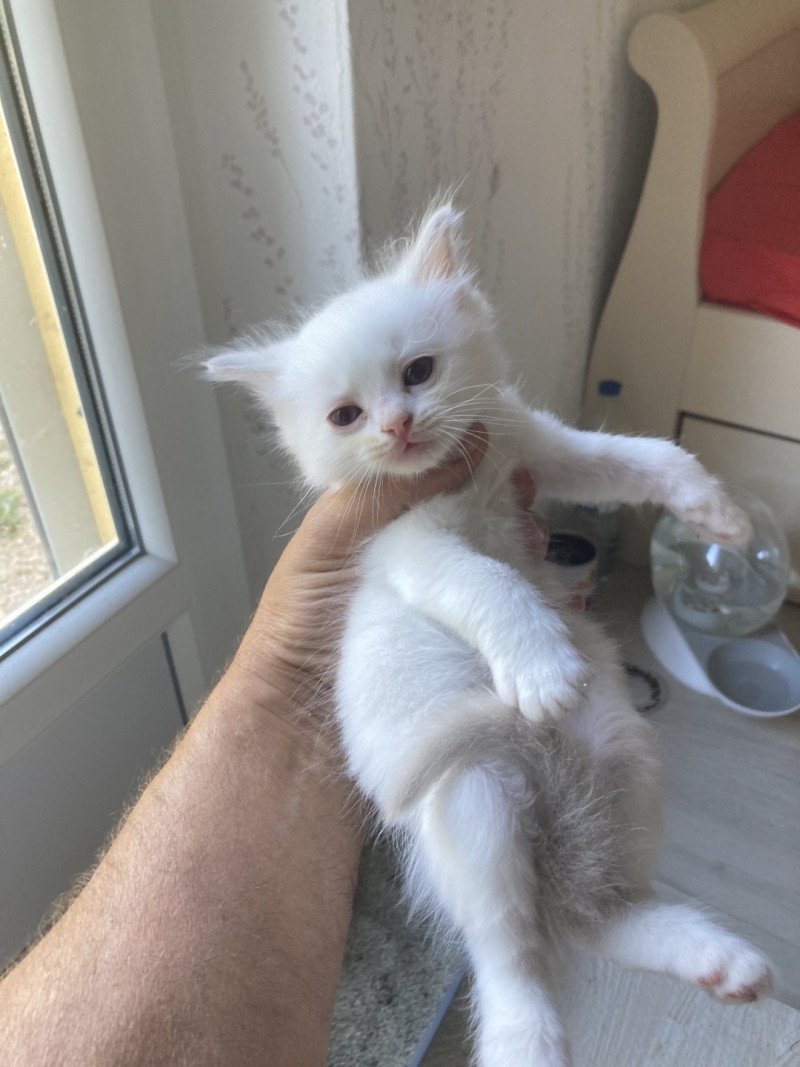 ALADIN du Bois de Larry Mâle Ragdoll