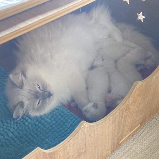 Aragon du Bois de Larry Mâle Ragdoll