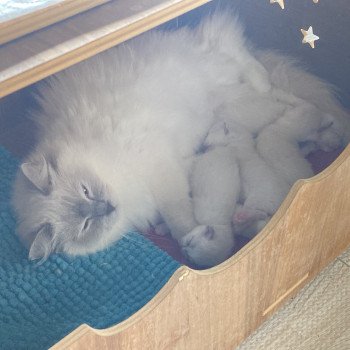 Aragon du Bois de Larry Mâle Ragdoll