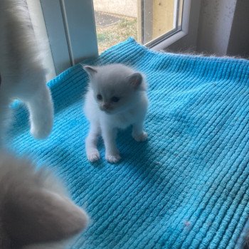 chaton Ragdoll Aragon Chatterie du Bois de Larry chaton Ragdoll Aragon Chatterie du Bois de Larry