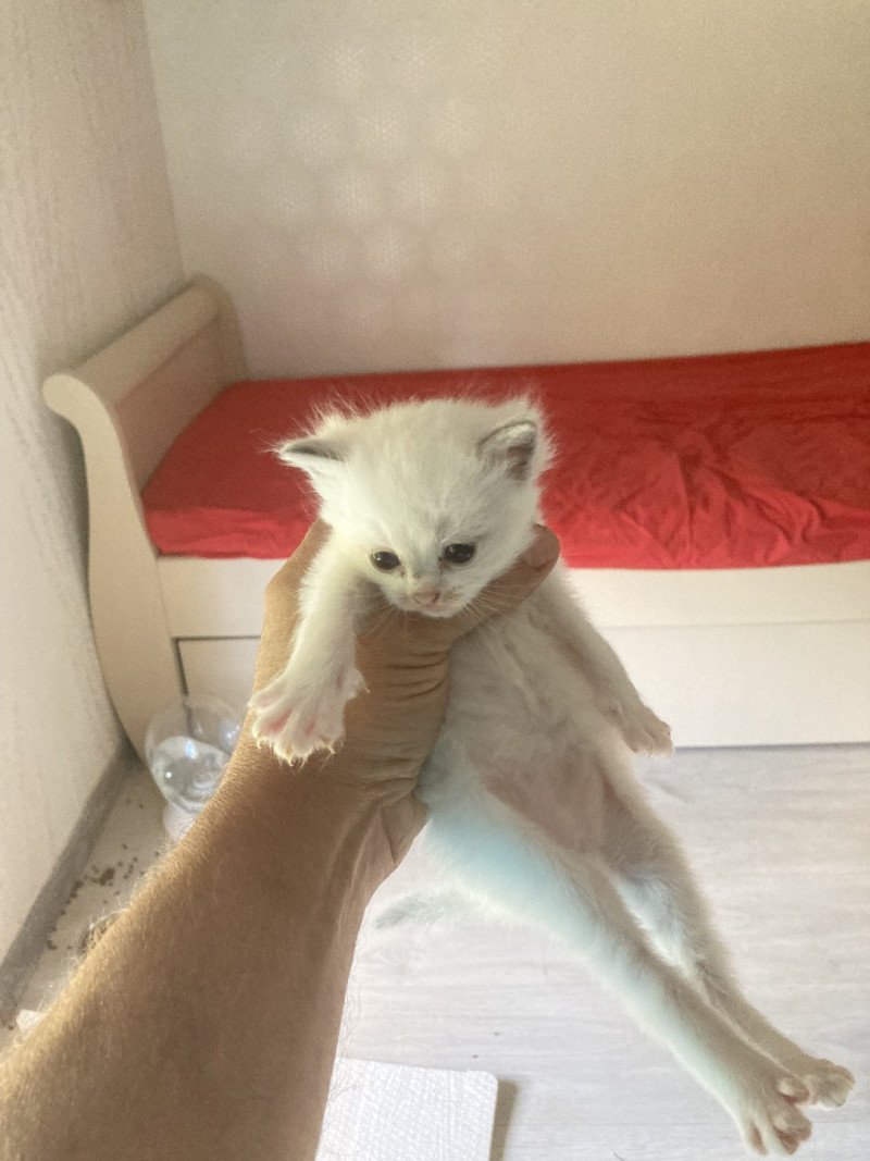 Aragon du Bois de Larry Mâle Ragdoll