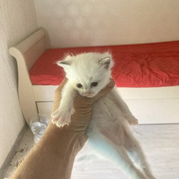chaton Ragdoll Aragon Chatterie du Bois de Larry chaton Ragdoll Aragon Chatterie du Bois de Larry
