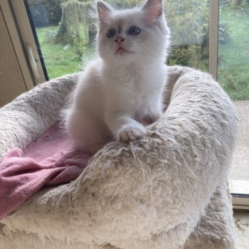 chaton Ragdoll lilac white point Aragon Chatterie du Bois de Larry