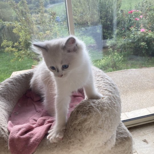 chaton Ragdoll lilac white point Aragon Chatterie du Bois de Larry