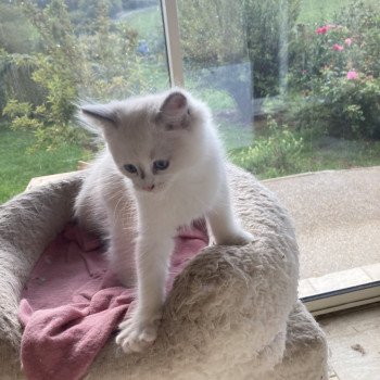 chaton Ragdoll lilac white point Aragon Chatterie du Bois de Larry