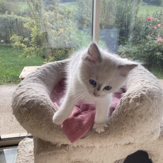 chaton Ragdoll lilac white point Aragon Chatterie du Bois de Larry