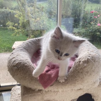chaton Ragdoll lilac white point Aragon Chatterie du Bois de Larry