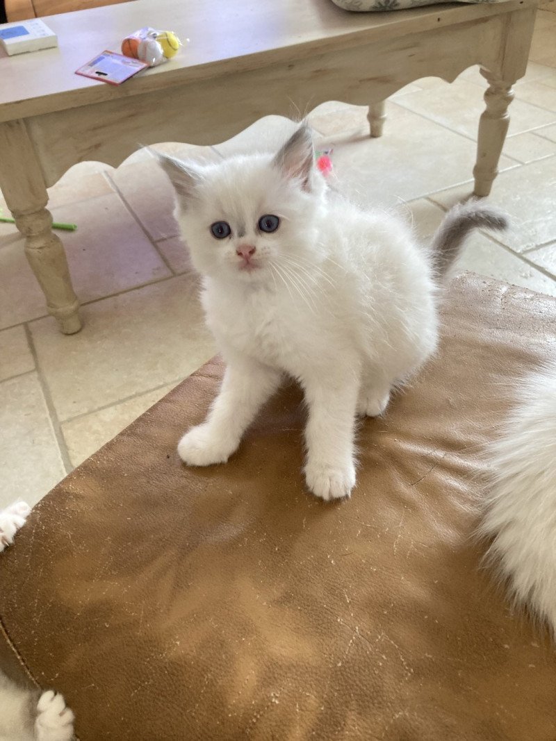Aragon du Bois de Larry Mâle Ragdoll