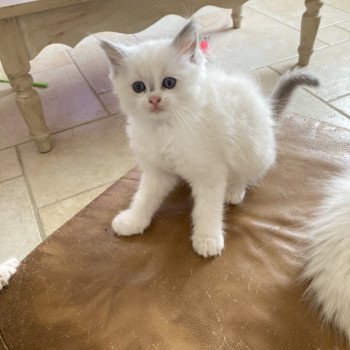 chaton Ragdoll lilac white point Aragon Chatterie du Bois de Larry