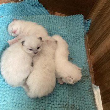 chaton Ragdoll blue mitted ARCHIBAL Chatterie du Bois de Larry