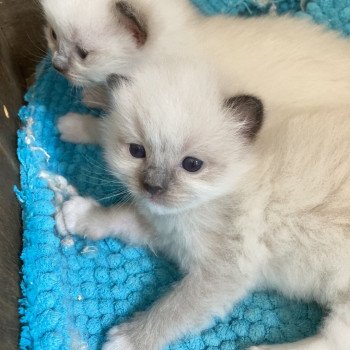 chaton Ragdoll blue mitted ARCHIBAL Chatterie du Bois de Larry