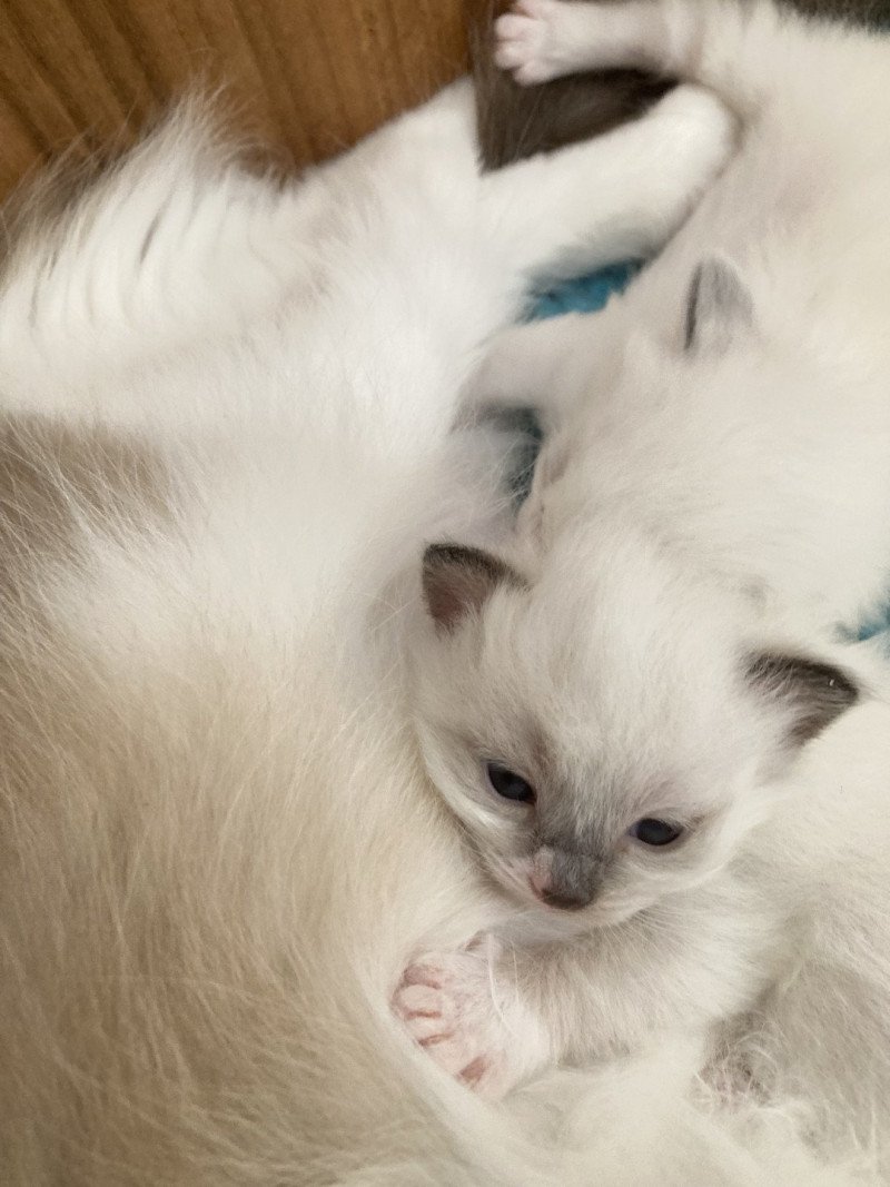 ATLAS du Bois de Larry Mâle Ragdoll