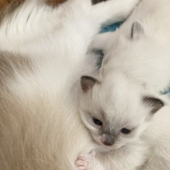 chaton Ragdoll blue mitted ARCHIBAL Chatterie du Bois de Larry