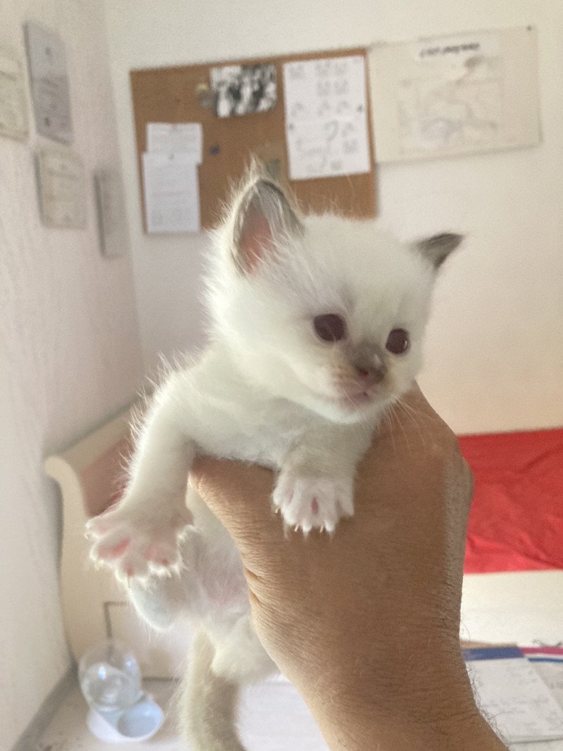 ARLEQUIN du Bois de Larry Mâle Ragdoll